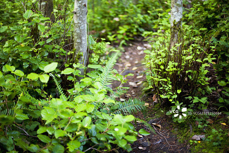 花园和小路，植被茂盛；加拿大不列颠哥伦比亚省梅恩岛图片素材