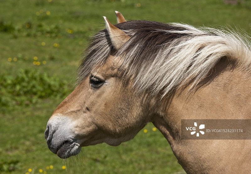 挪威峡湾马图片素材