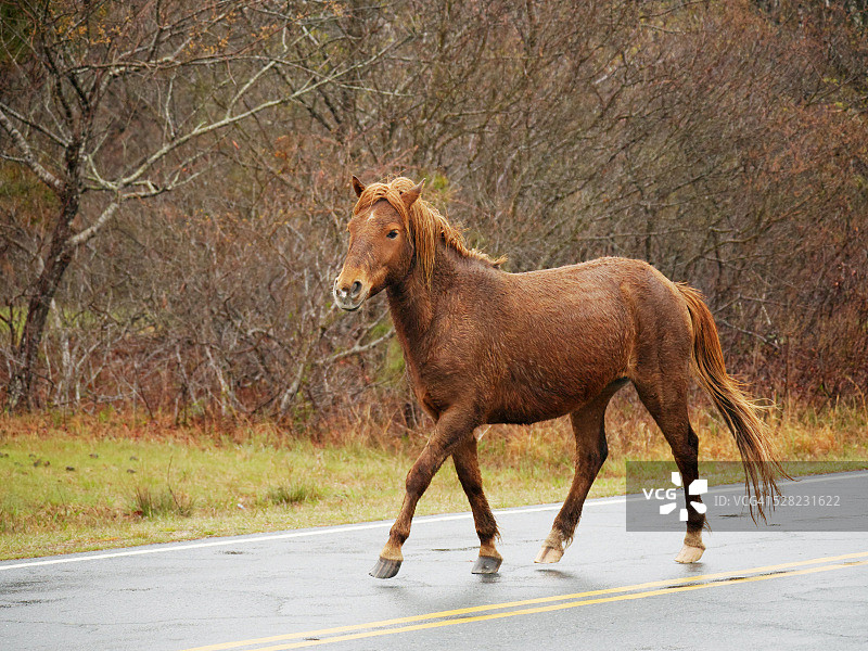 雨天春天棕马在路上小跑图片素材