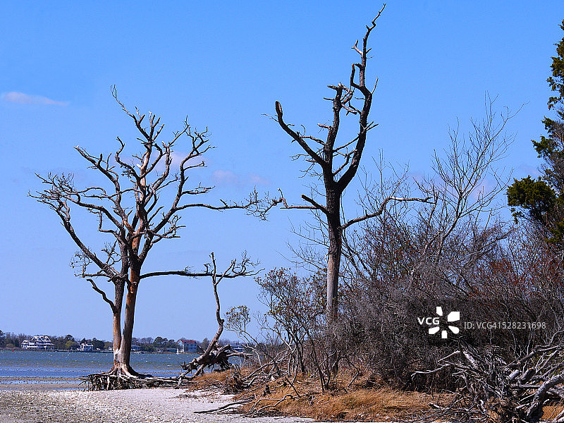Sinepuxent海湾岸边退潮时的节状树图片素材