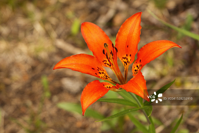 西部红百合；加拿大艾伯塔省布拉格克里克图片素材