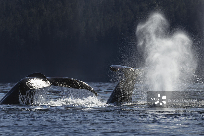 一群座头鲸在阿拉斯加东南部海域觅食图片素材
