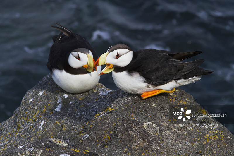 一对海鹦栖息在岩石上，阿拉斯加图片素材