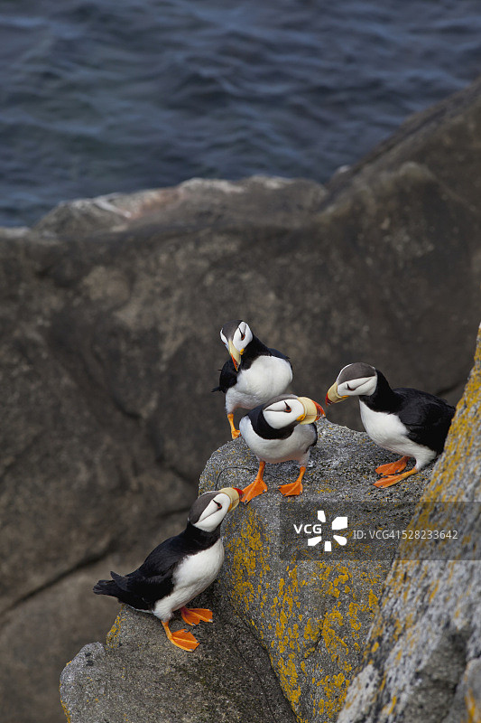 阿拉斯加角嘴海雀栖息在海边巨石上图片素材