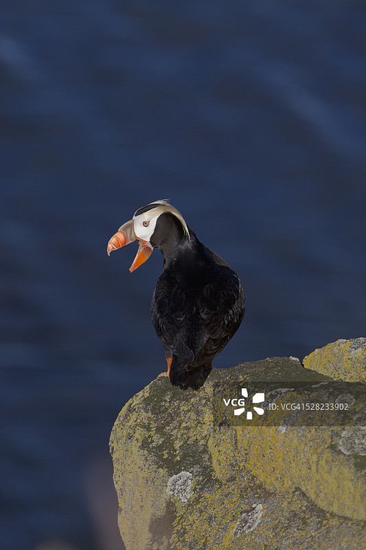 簇绒海鹦站在覆盖着地衣的巨石上，背景是海洋，沃rus海岛州立野生动物保护区，布里斯托尔湾圆岛，阿拉斯加西南部图片素材