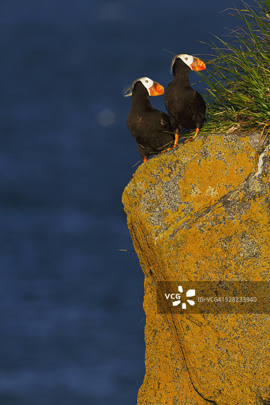 海鹦在圆岛的岩石上，阿拉斯加图片素材