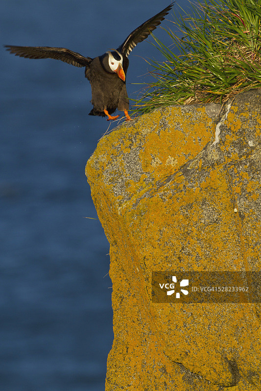 降落在苔藓覆盖的悬崖顶部的簇绒海鹦，阿拉斯加西南部布里斯托尔湾图片素材