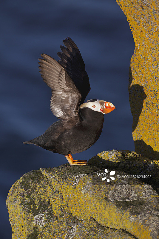 簇绒海鹦站在覆盖着地衣的巨石上，拍打着翅膀，背景是海洋，美国阿拉斯加图片素材