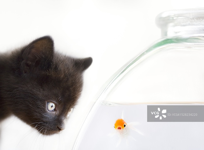 黑猫盯着鱼缸里的金鱼图片素材