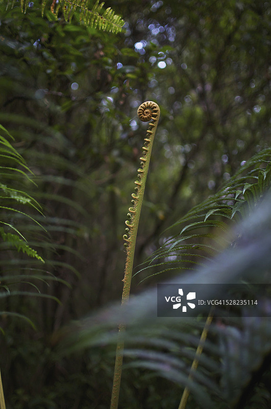 夏威夷大岛熔岩树州立公园中缓缓展开的蕨类植物图片素材