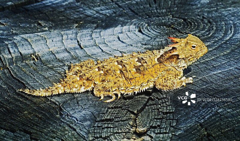 树桩上的角蟾蜍图片素材