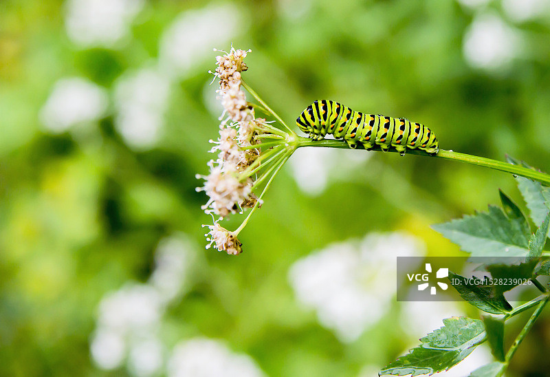 茎上的毛毛虫图片素材