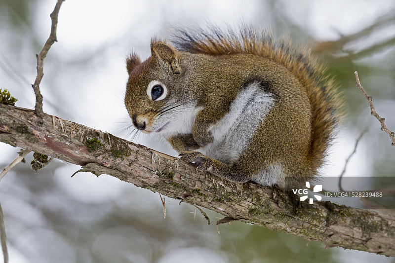 树枝上的灰色松鼠图片素材