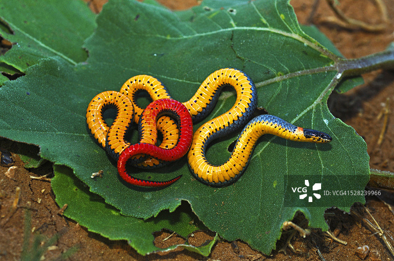 草原环颈蛇图片素材