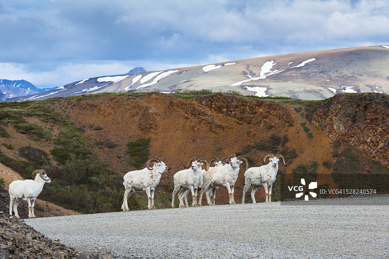 迪纳利国家公园Polychrome Pass的公羊群图片素材
