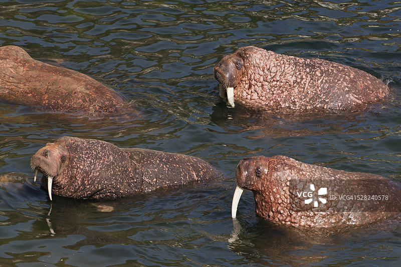 在浅水中涉水的海象群，美国阿拉斯加州布里斯托尔湾圆岛图片素材