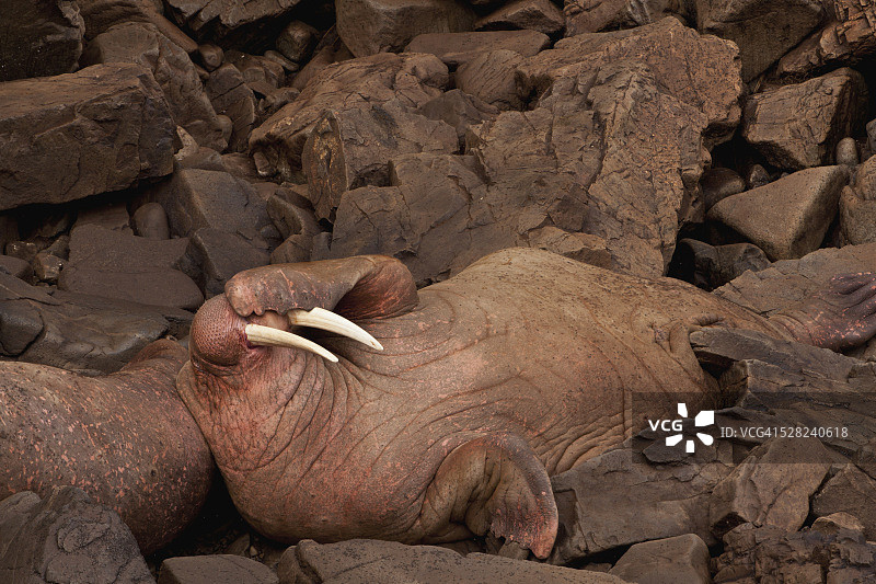 海象岛州立野生动物保护区，阿拉斯加西部布里斯托尔湾圆岛上并排休息的雄性太平洋海象图片素材