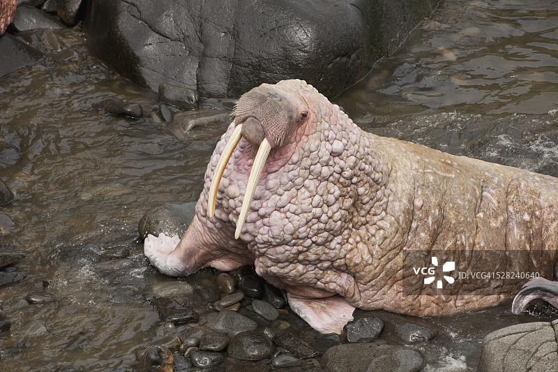 站在岩石岸边的雄性太平洋海象（Odobenus rosmarus），海象群岛州立野生动物保护区，圆岛，布里斯托尔湾，阿拉斯加西部图片素材