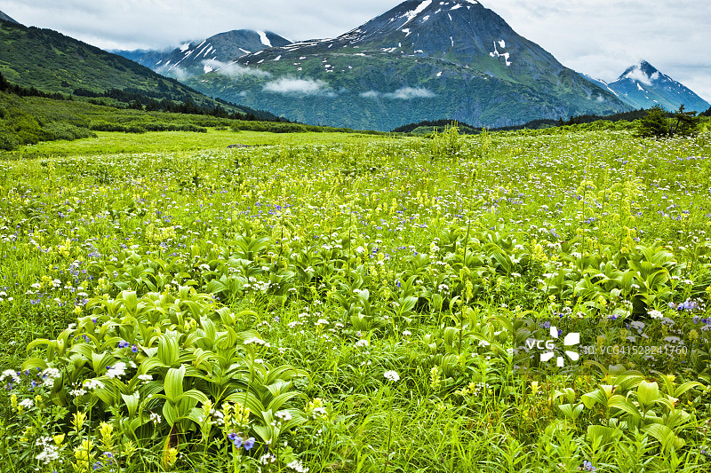 楚加奇国家森林的亚高山草甸上盛开的野花图片素材