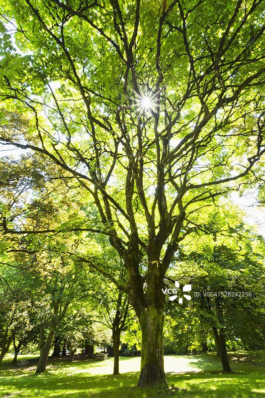 阳光穿过树林，友谊花园；加拿大不列颠哥伦比亚省新威斯敏斯特图片素材