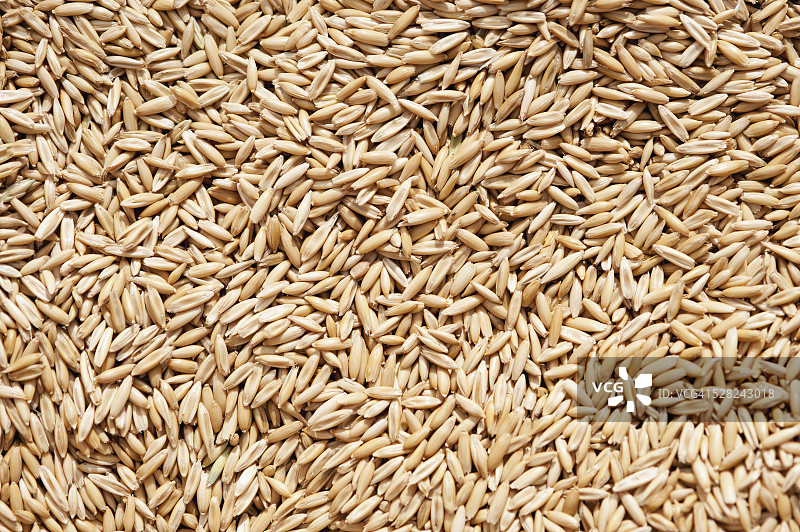 收获的大麦（Hordeum Vulgare）；美国阿拉斯加州帕尔默图片素材