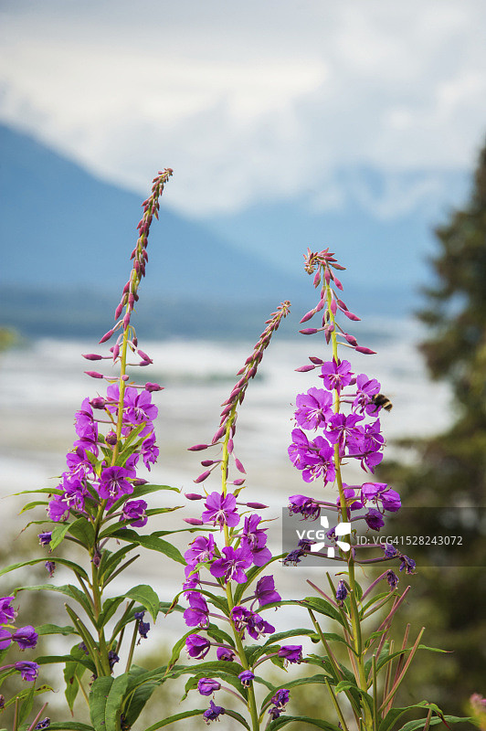 背景是阿拉斯加苏西特纳河的柳兰图片素材