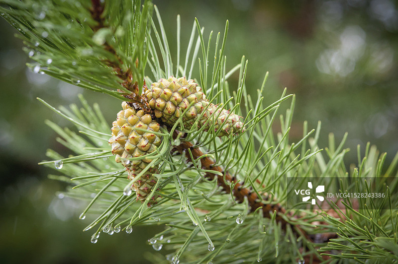 生长在树枝上的松果（松属）图片素材