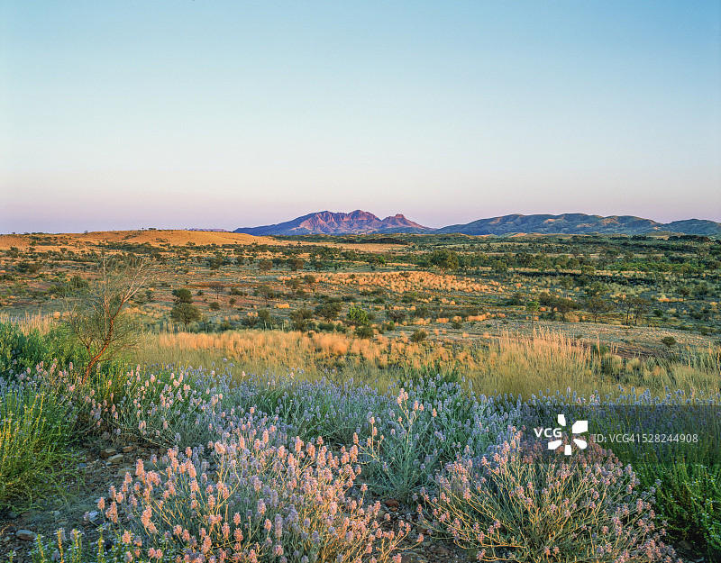 背景是澳大利亚景观的Mulla Mulla (Ptilotus)花图片素材