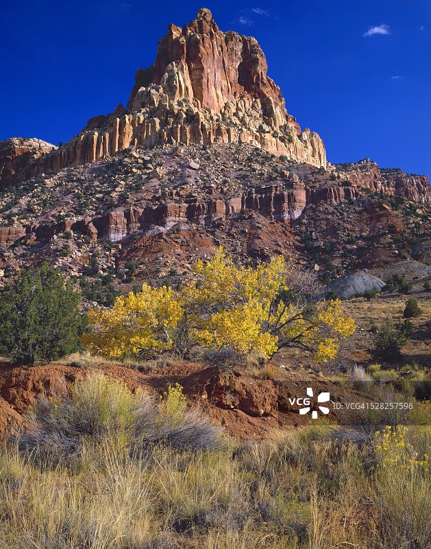 国会礁国家公园的粉色孤峰和秋季白杨树图片素材
