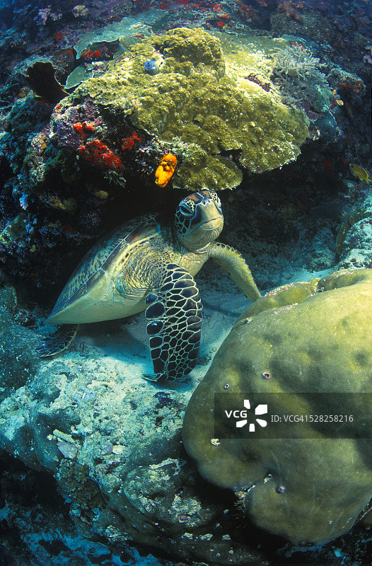 海龟图片素材