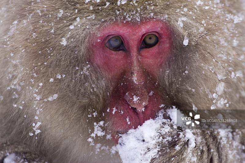 雪猴或日本猕猴的肖像图片素材