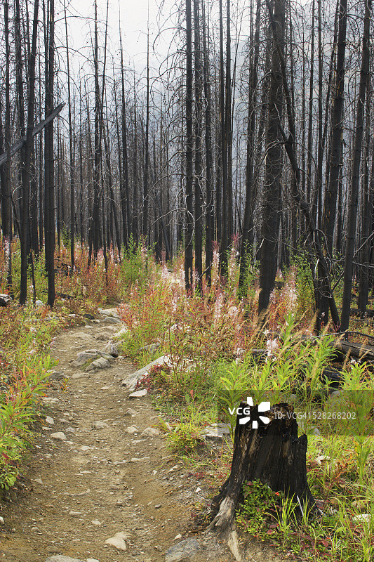 加拿大不列颠哥伦比亚省库特尼国家公园斯坦利冰川步道图片素材