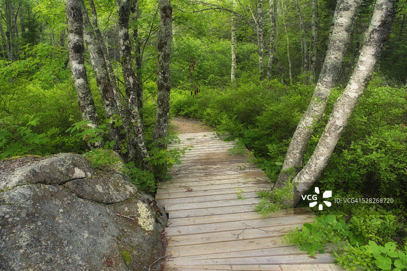 森林地面细节和徒步细节 - 新斯科舍省赫伯特港袖珍荒野公园图片素材