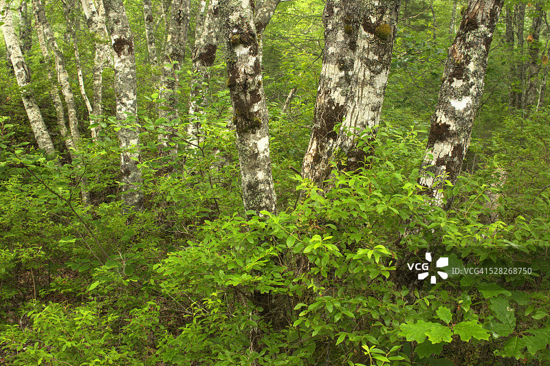 新斯科舍省赫伯特港袖珍荒野公园的森林地面细节图片素材