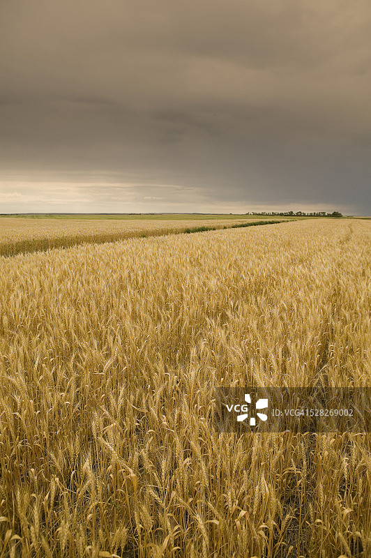 加拿大萨斯喀彻温省里贾纳市待收割的小麦图片素材