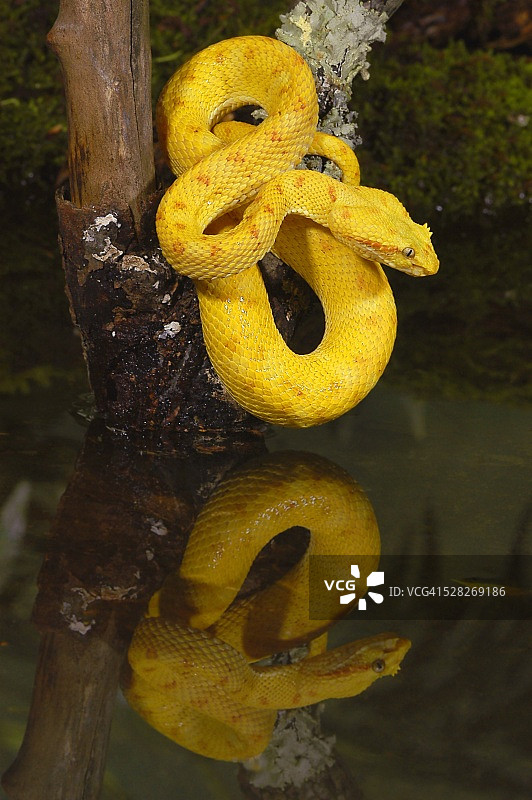金色睫毛蝮蛇与倒影图片素材