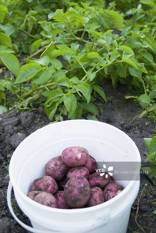 一桶当地种植的新鲜采摘的土豆，加拿大不列颠哥伦比亚省奥肯那根中心图片素材