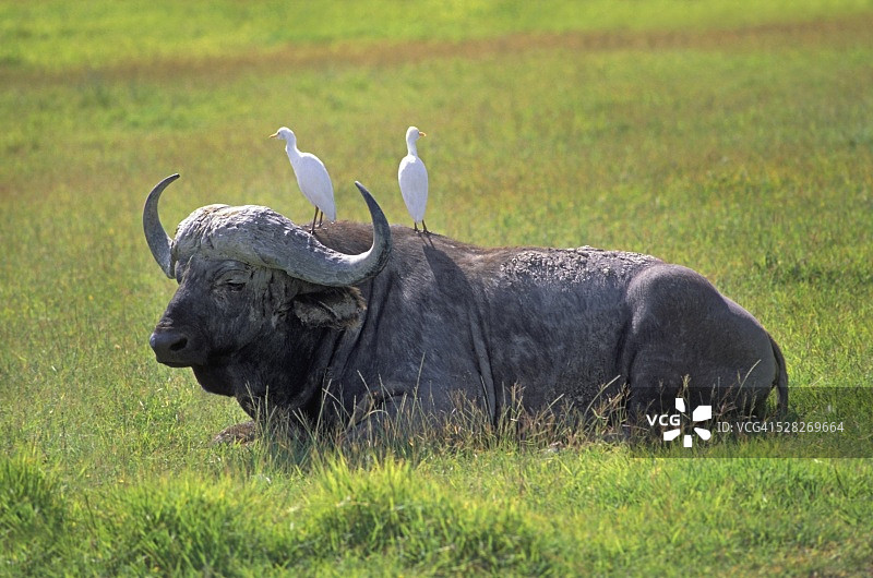 坦桑尼亚的非洲水牛图片素材