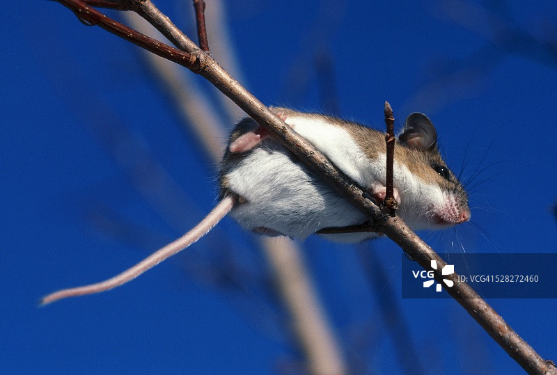 仰视角度拍摄的白足鼠在树枝上图片素材
