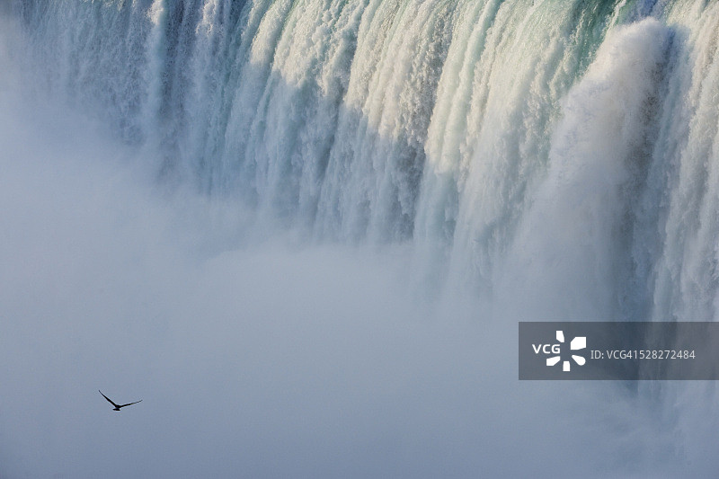 尼亚加拉大瀑布马蹄瀑布与海鸥飞翔特写 - 加拿大安大略省图片素材
