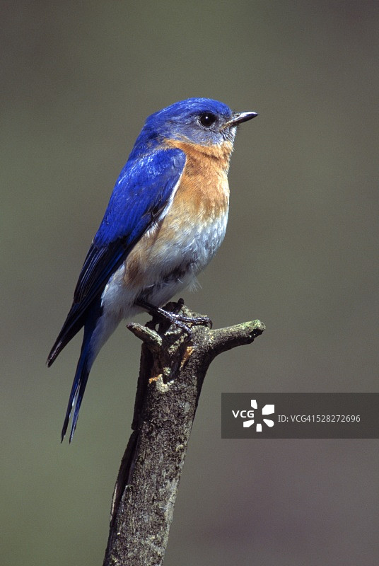 小型蓝鸟图片素材