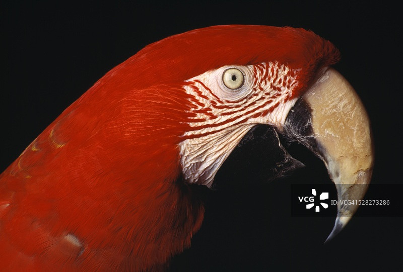 绿翅金刚鹦鹉图片素材