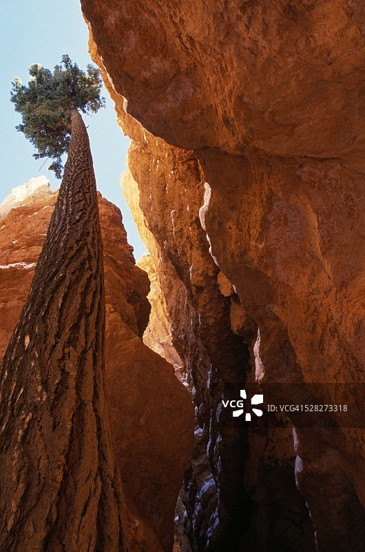 岩石缝隙中生长的松树的仰视角度图片素材