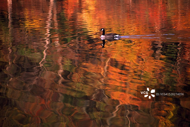 水中的加拿大鹅图片素材