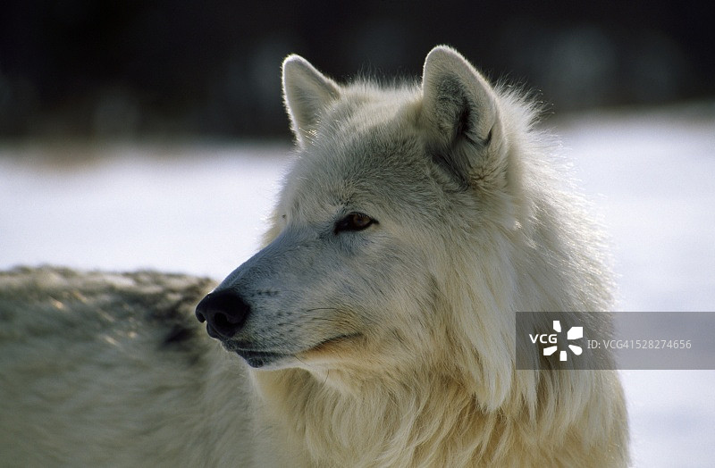 灰狼/北极狼图片素材