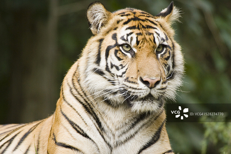 多伦多动物园的西伯利亚虎图片素材