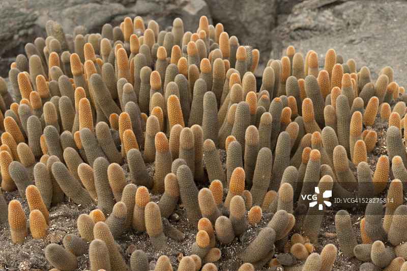 熔岩仙人掌，厄瓜多尔加拉帕戈斯群岛图片素材