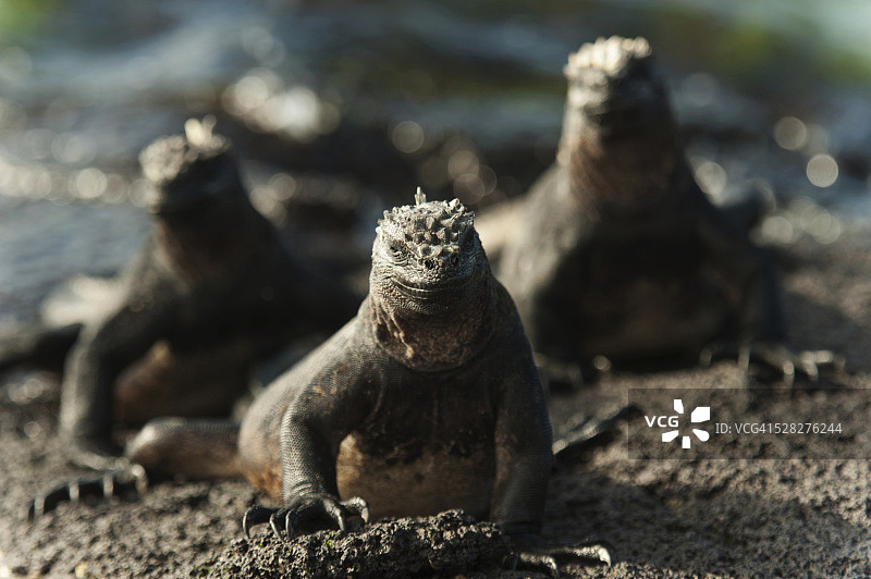 加拉帕戈斯群岛沙滩上的海鬣蜥图片素材