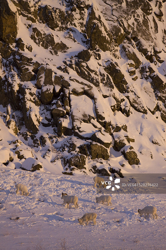 阿拉斯加白鲸角冬季白大角羊雪中吃草图片素材