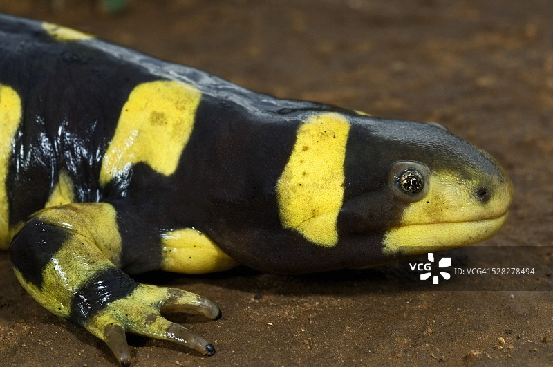 得克萨斯横纹虎蝾螈图片素材